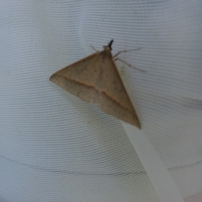 Epidesmia tryxaria (Neat Epidesmia) at Pambula, NSW - 10 Nov 2018 by stephskelton80