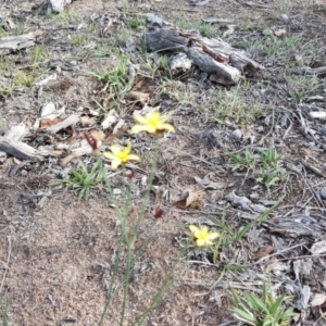 Tricoryne elatior at Jerrabomberra, ACT - 10 Nov 2018 04:51 PM