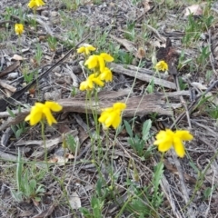 Goodenia pinnatifida (Scrambled Eggs) at Isaacs Ridge Offset Area - 10 Nov 2018 by Mike