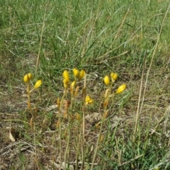 Bulbine bulbosa (Golden Lily, Bulbine Lily) at Jerrabomberra, ACT - 10 Nov 2018 by Mike