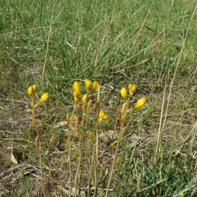 Bulbine bulbosa (Golden Lily) at Isaacs Ridge Offset Area - 10 Nov 2018 by Mike