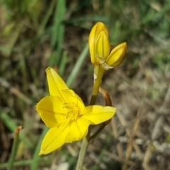 Bulbine bulbosa at Jerrabomberra, ACT - 10 Nov 2018 04:26 PM