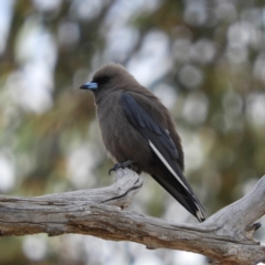 Artamus cyanopterus (Dusky Woodswallow) at Paddys River, ACT - 9 Nov 2018 by MatthewFrawley