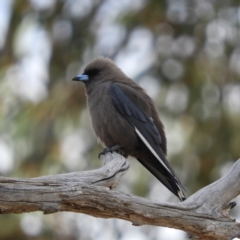 Artamus cyanopterus (Dusky Woodswallow) at Paddys River, ACT - 10 Nov 2018 by MatthewFrawley