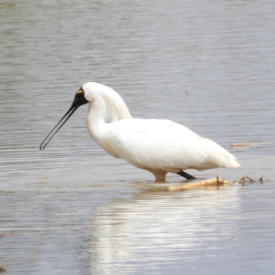 Platalea regia (Royal Spoonbill) at Fyshwick, ACT - 10 Nov 2018 by MatthewFrawley