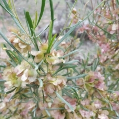 Dodonaea viscosa subsp. angustissima (Hop Bush) at Symonston, ACT - 10 Nov 2018 by Mike