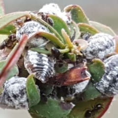 Melanococcus albizziae (Acacia Mealybug) at Jerrabomberra, ACT - 10 Nov 2018 by Mike