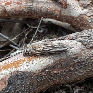 Hyalarcta huebneri at Symonston, ACT - 10 Nov 2018 03:14 PM