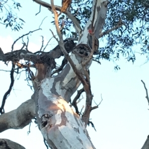 Callocephalon fimbriatum at Hughes, ACT - 10 Nov 2018