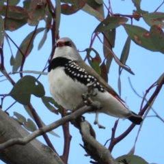 Stagonopleura guttata (Diamond Firetail) at Tharwa, ACT - 10 Nov 2018 by MatthewFrawley