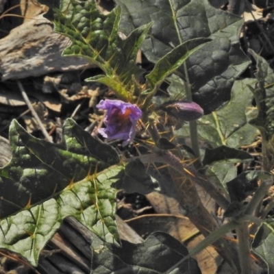 Solanum cinereum (Narrawa Burr) at Mount Taylor - 10 Nov 2018 by JohnBundock