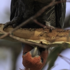 Callocephalon fimbriatum (Gang-gang Cockatoo) at GG229 - 4 Nov 2018 by BIrdsinCanberra