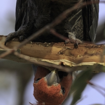 Callocephalon fimbriatum (Gang-gang Cockatoo) at Hughes, ACT - 4 Nov 2018 by BIrdsinCanberra