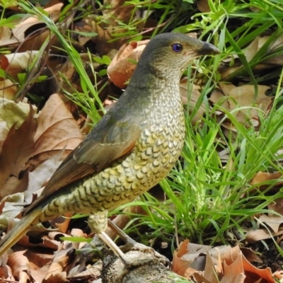 Ptilonorhynchus violaceus (Satin Bowerbird) at Paddys River, ACT - 9 Nov 2018 by JohnBundock