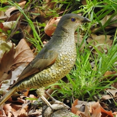 Ptilonorhynchus violaceus (Satin Bowerbird) at Paddys River, ACT - 8 Nov 2018 by JohnBundock