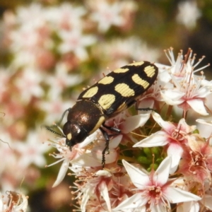 Castiarina decemmaculata at Tennent, ACT - 10 Nov 2018