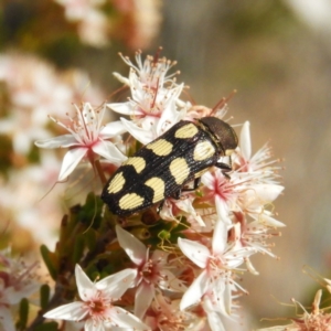 Castiarina decemmaculata at Tennent, ACT - 10 Nov 2018