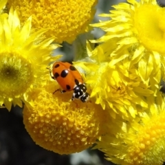 Hippodamia variegata (Spotted Amber Ladybird) at Reid, ACT - 10 Nov 2018 by JanetRussell