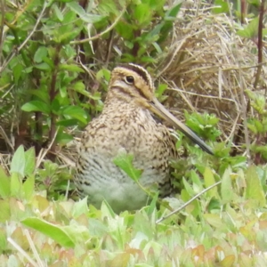 Gallinago hardwickii at Fyshwick, ACT - 10 Nov 2018 02:13 PM