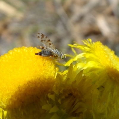 Tephritidae sp. (family) (Unidentified Fruit or Seed fly) at Reid, ACT - 9 Nov 2018 by JanetRussell