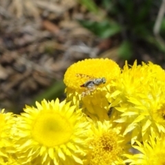 Tephritidae sp. (family) at Reid, ACT - 10 Nov 2018