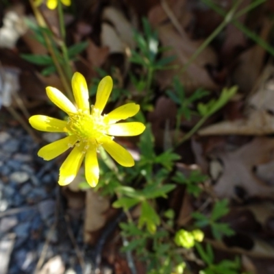 Ranunculus amphitrichus (Small River Buttercup) at Reid, ACT - 10 Nov 2018 by JanetRussell