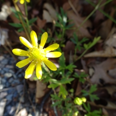 Ranunculus amphitrichus (Small River Buttercup) at City Renewal Authority Area - 10 Nov 2018 by JanetRussell