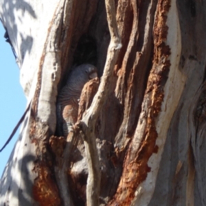 Callocephalon fimbriatum at Hughes, ACT - suppressed