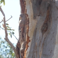 Callocephalon fimbriatum at Hughes, ACT - suppressed