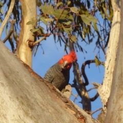 Callocephalon fimbriatum (Gang-gang Cockatoo) at GG156 - 10 Nov 2018 by JackyF