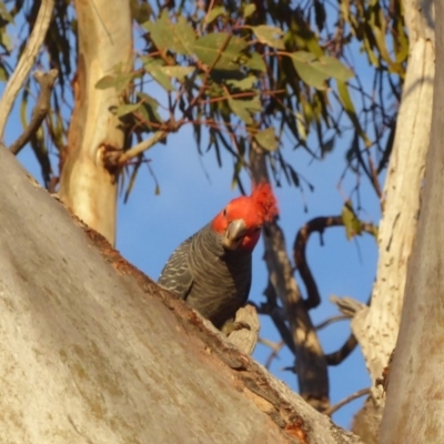 Callocephalon fimbriatum (Gang-gang Cockatoo) at Deakin, ACT - 10 Nov 2018 by JackyF