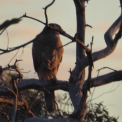 Accipiter fasciatus (Brown Goshawk) at Deakin, ACT - 10 Nov 2018 by JackyF