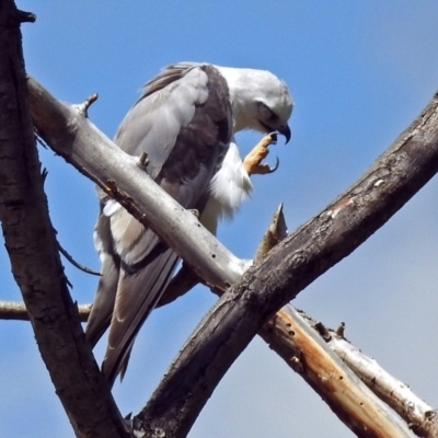 Elanus axillaris (Black-shouldered Kite) at Fyshwick, ACT - 10 Nov 2018 by RodDeb