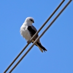 Elanus axillaris at Fyshwick, ACT - 10 Nov 2018