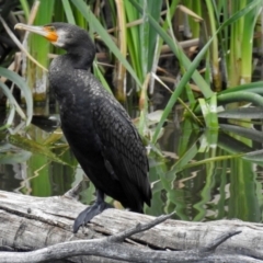 Phalacrocorax carbo (Great Cormorant) at Fyshwick, ACT - 10 Nov 2018 by RodDeb