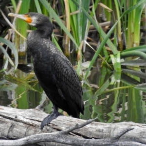 Phalacrocorax carbo at Fyshwick, ACT - 10 Nov 2018 11:54 AM