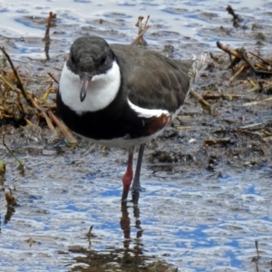 Erythrogonys cinctus at Fyshwick, ACT - 10 Nov 2018