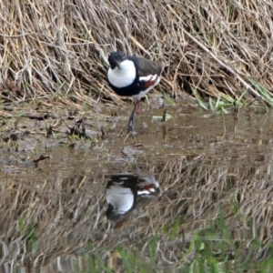 Erythrogonys cinctus at Fyshwick, ACT - 10 Nov 2018