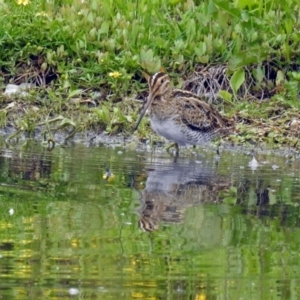 Gallinago hardwickii at Fyshwick, ACT - 10 Nov 2018 12:56 PM