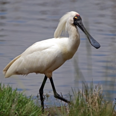 Platalea regia (Royal Spoonbill) at Fyshwick, ACT - 10 Nov 2018 by RodDeb