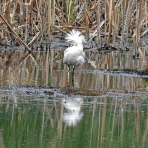 Platalea regia at Fyshwick, ACT - 10 Nov 2018 12:41 PM