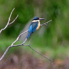 Todiramphus sanctus at Fyshwick, ACT - 10 Nov 2018