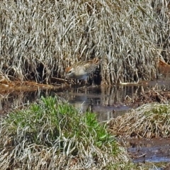 Calidris acuminata at Fyshwick, ACT - 10 Nov 2018 11:06 AM