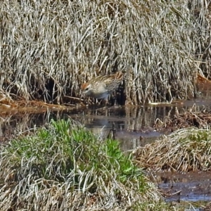 Calidris acuminata at Fyshwick, ACT - 10 Nov 2018 11:06 AM