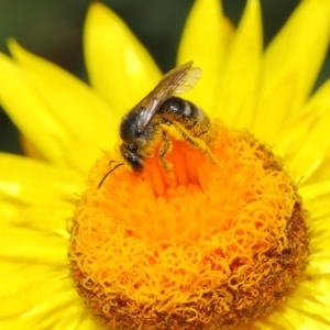 Lasioglossum (Chilalictus) sp. (genus & subgenus) at Acton, ACT - 4 Nov 2018