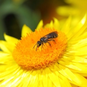 Lasioglossum (Chilalictus) sp. (genus & subgenus) at Acton, ACT - 4 Nov 2018