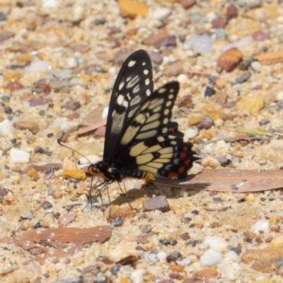 Papilio anactus (Dainty Swallowtail) at Acton, ACT - 24 Oct 2018 by TimL