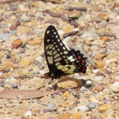 Papilio anactus at Acton, ACT - 24 Oct 2018