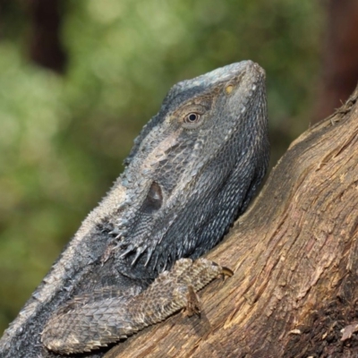 Pogona barbata (Eastern Bearded Dragon) at ANBG - 27 Oct 2018 by TimL