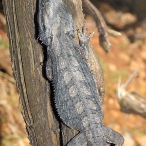 Pogona barbata at Acton, ACT - 27 Oct 2018